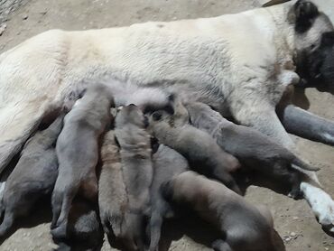 it sahiplendirilir: Kanqal, 1 ay, Dişi, Peyvəndli, Ünvandan götürmə