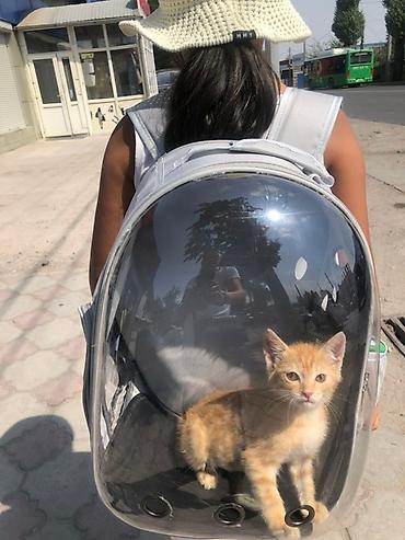 Зоотовары: Прозрачный рюкзак-переноска для питомцев - Форм-фактор: рюкзак с — 6