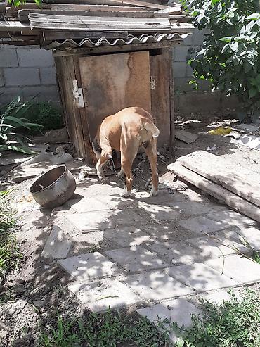Продажа собак: Американский питбультерьер(Питбуль)Сука.5 лет.К людям лояльная.Детям — 9
