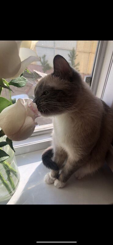 Отдам даром кошку: Кошка даром: Сиамская, Девочка, Приучена к лотку — 8