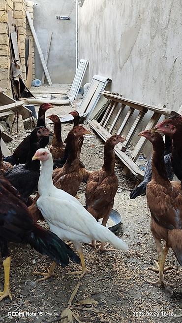 ucuz ev itləri: Toyuq cücələri, Damazlıq — 3