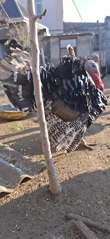 Hinduşka: Erkək, Amerika, Damazlıq, Ünvandan götürmə, Ödənişli çatdırılma — 10