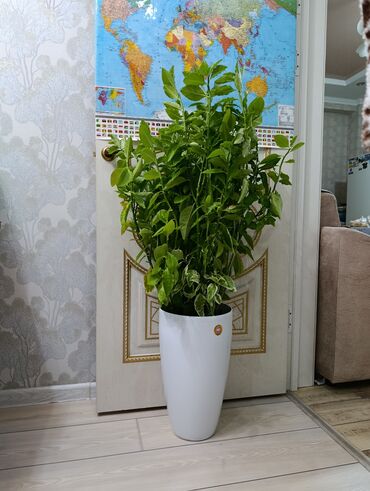 светильники в сад на солнечных батареях: Пендилантус.высота1.30см