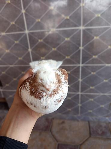 Птицы: Продаю голубей молодые 1,5 года пара 6000сом — 9