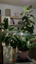 офисные растения: Срочно продается Фикус эластика в связи с переездом❗❗❗