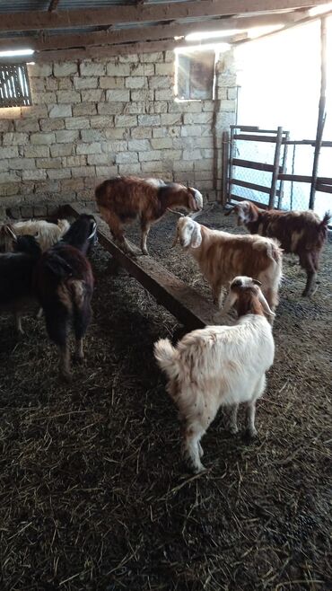 Keçi, çəpiş: Təcili satılır ehtiyac var Real alıcılar vatsap nömrəsinə yazsın 050 — 5