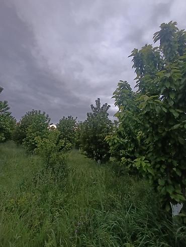 quba 5 sotlar: 35 sot, Kənd təsərrüfatı, Maklerlər narahat etməsin, Kupça (Çıxarış) — 2
