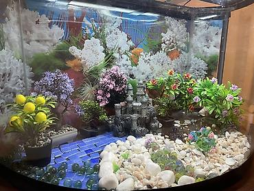 aqua fara: Yarımoval formalı dekorativ akvarium — 7