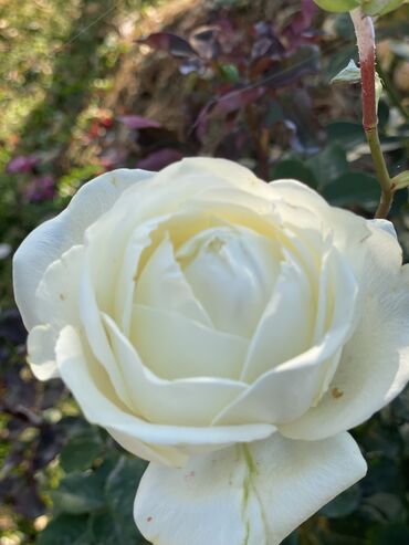 Продажа домов: Дача, 55 м², 5 комнат, Старый ремонт — 25