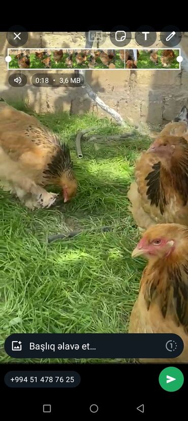 Xoruzlar: Tek 100 ayam zemani cut 200m .qap — 45