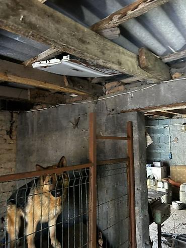 Металлические заборы: Вольер для собаки из металла с дверцей - Конструкция: каркас из — 6