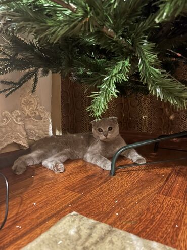 Pişiklər: Şotland, Cütləşmə üçün — 8