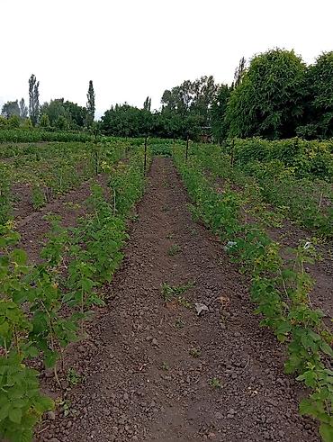 бурим стены: Услуги мотоблока. пашем землю, огороды, между малиной. сокулук — 3