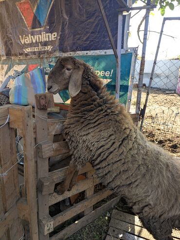 Бараны, овцы: Продаю | Овца (самка) | Арашан | Для разведения | Племенные — 12