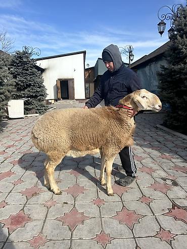 Баран, овца: Продаю | Баран (самец) | Для разведения | Племенные — 6