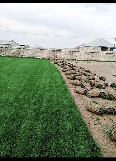 kok saplar: Rulon qazon – peşəkar əkilib-becərilmiş, sıx teksturalı, tünd yaşıl — 3