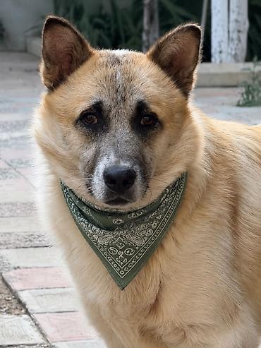 samoyed satılır: Heyvan satilir vaklinləri hamisi olub qəşəng ağilli itdi isdiyən — 2