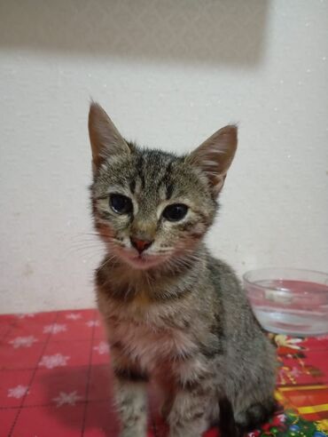 Pişiklər: Yaxşı əllərə — 6