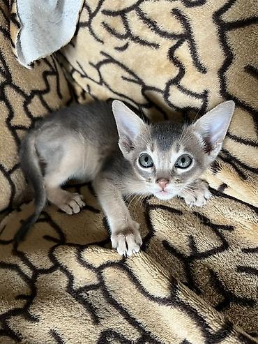 ищу котят: Абиссинские котята (окрас блю/голубой) Редкий окрас эклюзивный . С — 1