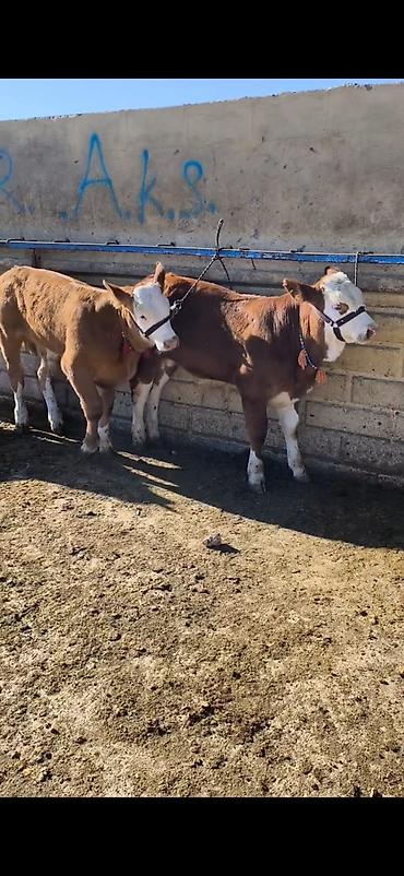 kənd təsərrufatı heyvanları: Simmental tipli dana/buzaqlar - Rəng: qəhvəyi-bəyaz, alnı və — 2