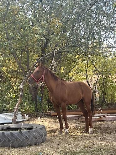 Лошади, кони: Продаю | Конь (самец) | Полукровка | Конный спорт — 9