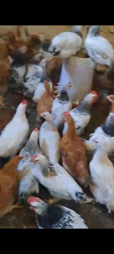 qu quşu satışı: Tam saglam 75 gunluk 1 kilodan 1_600 qeder cekide olan Lider55 ve F6