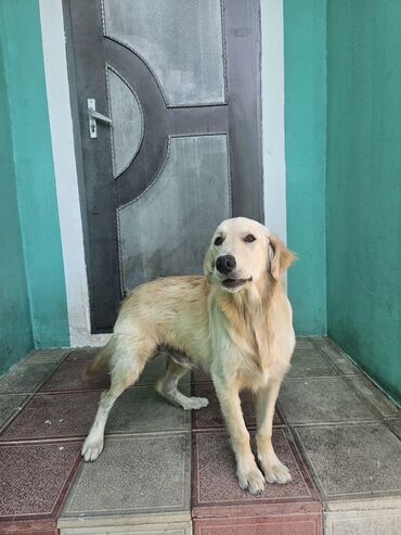 golden retriever qiyməti: Retriever