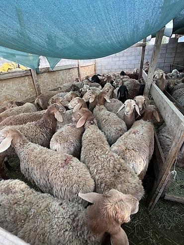 А/ч жаныбарларын сатам: Сатам | Ургаачы кой (ургаачы), Козу, Кочкор (эркек) | Көбөйтүү үчүн — 2