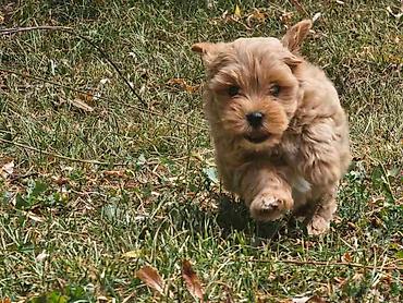 bison kuce: Maltipoo stenci spremni su za preuzimanje. Mama je maltezer malog — 4