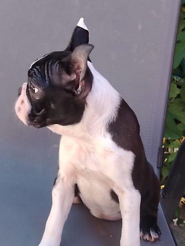 doberman cena: Štenad boston terijera, u ponudi dve ženke starosti 4 meseca. Idealni — 3
