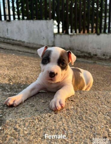 Psi: U ponudi prelepi stenci americkog staforda 2 zenke i 1 muzijak na lalafo.rs — 6 Psi: U ponudi prelepi stenci americkog staforda 2 zenke i 1 muzijak — 6