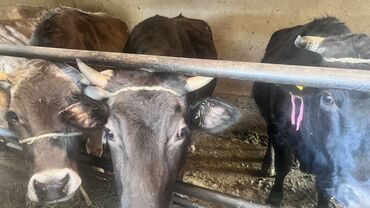 Коровы, быки: Продаю | Корова (самка) | Для разведения | Привязанные — 5