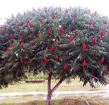 Chestnut saplings: Саженцы — 5