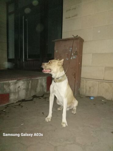 Продажа собак: Американский питбультерьер, кобель, рыже-белый окрас. Крепкое — 1