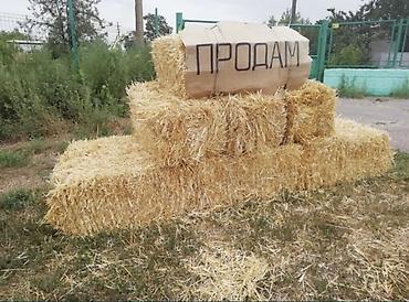 Для с/х животных! Солома! Продаю солому ячменную, тюки хранятся под at lalafo.kg Для с/х животных! Солома! Продаю солому ячменную, тюки хранятся под