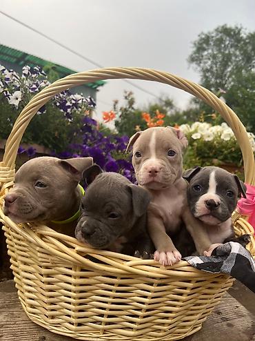 Продажа собак: Американский булли, 2 месяца, Самец — 21