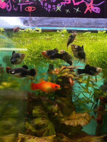 Аквариумы: Green Aqua — рыбки и растения для аквариума 🐟🌿 ▪️ Пресноводные рыбки и — 14