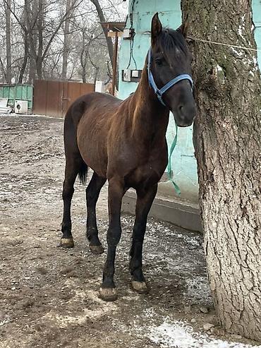 Лошади, кони: Продаю | Конь (самец) | Полукровка — 10