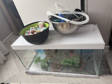 сколько стоит собака бу: Dördbucaq akvarium, Boş, 40 l