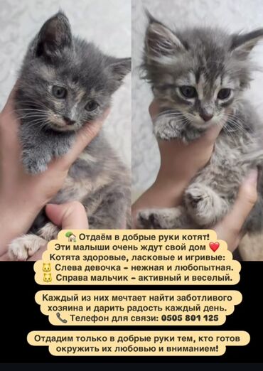 экзотическая короткошёрстная кошка: Отдаём в добрые руки котят. На фото двое малышей, которые ждут свой