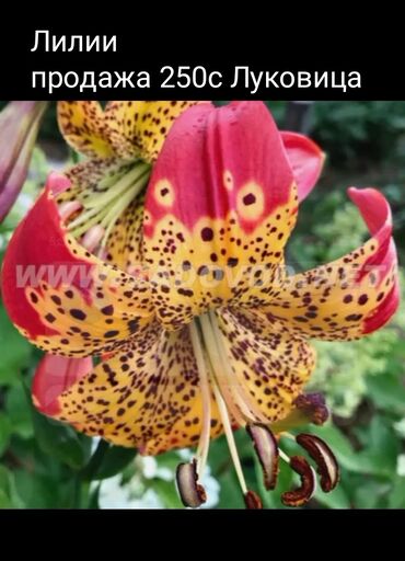 вид цветов: Лилии —Фьюжн 250-300луковицы для посадки, Ликорис-Голая дама 80