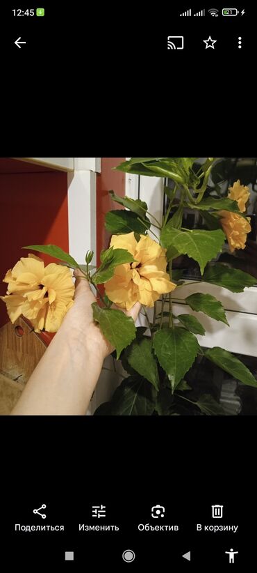 Ağaclar: Bu, böyük, cəlbedici sarı çiçəkləri olan bir hibiskus bitkisidir