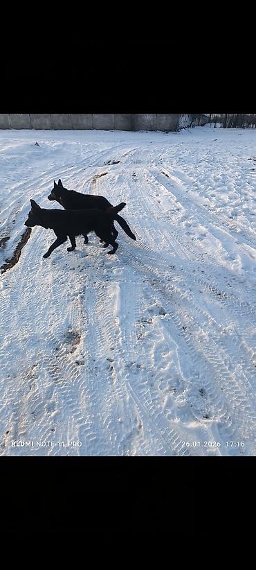 Продажа собак: Восточноевропейская овчарка, 10 месяцев, Самец, С родословной — 4