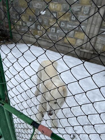 Продажа собак: Алабай, 1 год, Самка, С родословной