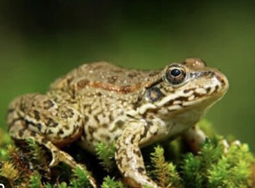 Akvarium aksessuar və ləvazimatları: Bu qurbağa növü ətraf mühitə uyğunlaşmaq üçün müxtəlif rənglərə sahib