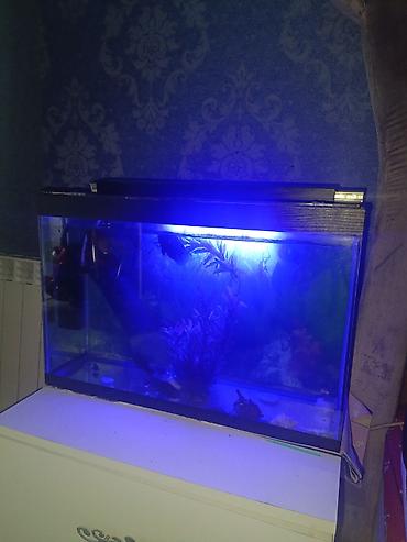 100 l akvarium: Salam. Akvarium satılır. 0.60x0.40x0.25. Balıqlar, şüşə təmizləyən — 3