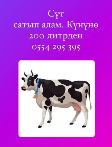 купить корову алатауской породы: Продаю | Бык (самец), Корова (самка), Музоо, торпок | Джерсейская, Монбельярд, Полукровка | Для молока, Для разведения, На забой