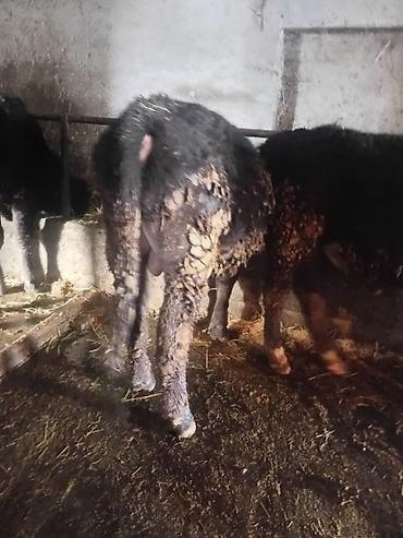 Коровы, быки: Продаю | Бык (самец) | На откорм — 13