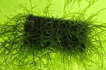 Akvarium dekoru: Akvaryum üçün moxlar: Christmas moss və Taiwan moss - Paslanmayan — 1