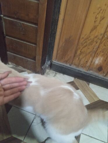 Pişiklər: Şotland yastı qulaq — 2